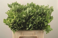 Pittosporum Tobira Ilan 60cm