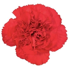 Dianthus Single Don Pedro 70cm