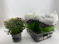 Chrysanthemum Jasoda Mix In Pot 19Ø 35cm