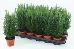 Chamaecyparis Ellwoodii 9Ø 30cm