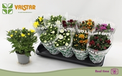 Chrysanth Mix 7 Colours 12Ø 25cm