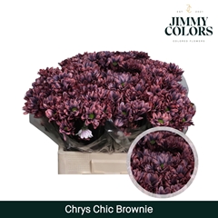 Chrysanth Spray Chic 70cm 90gr.