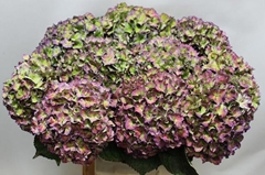 Hydrangea Rodeo Red Classic 60cm 18-20cm Hd