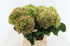 Hydrangea White Verena Classic 80cm 20-22cm Hd