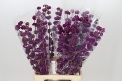 Callicarpa Bodinieri Giraldii 80cm