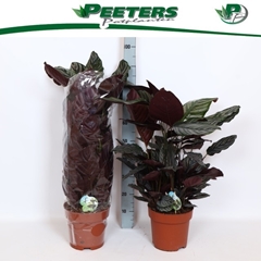 Calathea Sanderiana 24Ø 90cm