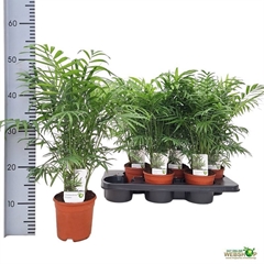 Chamaedorea Elegans 14Ø 55cm