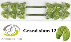 Anthurium Grand Slam 13cm Hd