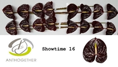 Anthurium Showtime 11cm Hd