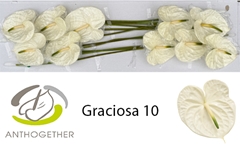 Anthurium Graciosa 15cm Hd