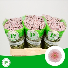 Chr S Williams Pink 55cm 44gr.