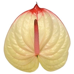 Anthurium Kaseko 9cm Hd
