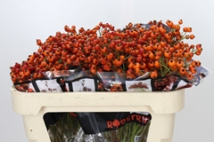 Rosa Hiphop Sunset 70cm