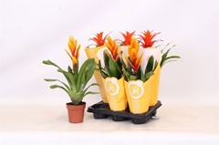 Bromelia Mix 12Ø 45cm