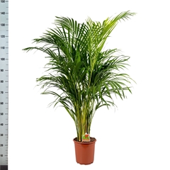 Dypsis Lutescens 22Ø 140cm