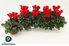 Cyclamen Super Serie Allure 10Ø 20cm