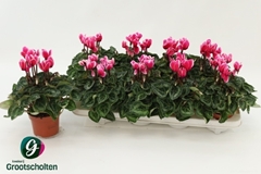 Cyclamen Super Serie Compact Fuji 10Ø 25cm