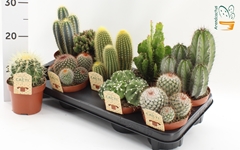 Cactus Mix 12Ø 15cm