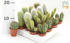 Cactus Mix 5Ø 10cm