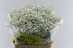 Gypsophila Paniculata Xlence 80cm 45gr.