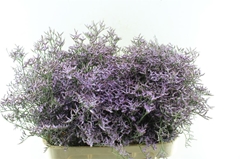 Limonium Safora Lilac 80cm 40gr.