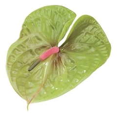 Anthurium Pistache 11cm Hd