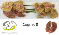 Anthurium Cognac 18cm Hd