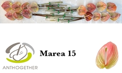 Anthurium Marea 7cm Hd