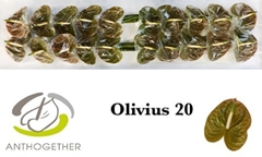 Anthurium Olivius 9cm Hd