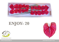 Anthurium Enjoy 9cm Hd