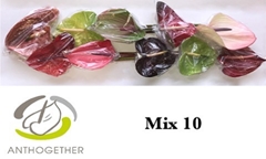 Anthurium Mix 15cm Hd