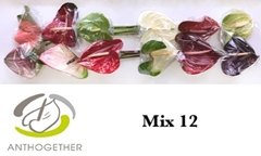 Anthurium Mix 13cm Hd