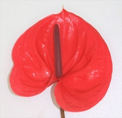 Anthurium Enjoy 7cm Hd