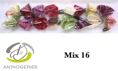 Anthurium Mix 11cm Hd