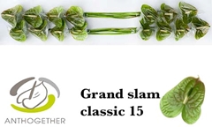 Anthurium Grand Slam 7cm Hd