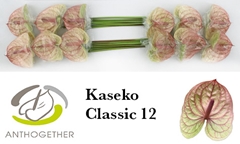 Anthurium Kaseko Classic 13cm Hd