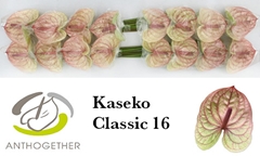 Anthurium Kaseko Classic 11cm Hd