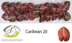 Anthurium Caribean 9cm Hd