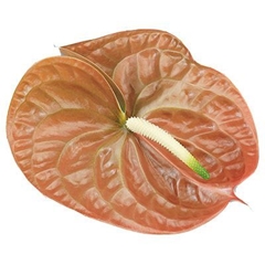 Anthurium Terra 9cm Hd