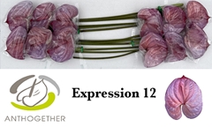 Anthurium Painted Expression 13cm Hd