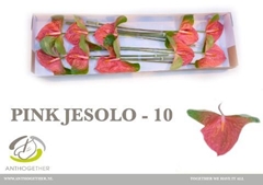 Anthurium Pink Jesolo 15cm Hd