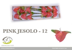 Anthurium Pink Jesolo 13cm Hd