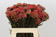Brunia Laevis Red 60cm