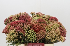 Brunia Laevis Red 40cm