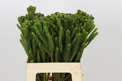 Brunia Albiflora 60cm