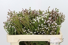 Brunia Noduliflora 50cm
