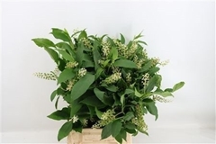 Phytola Americana Per Bunch 55cm 300gr.