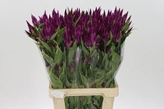 Celosia Celway Salmon 75cm