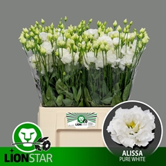 Eustoma Double Alissa Pure White 60cm