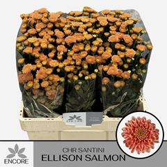 Chrysanth Santini Ellison Salmon 55cm 30gr.